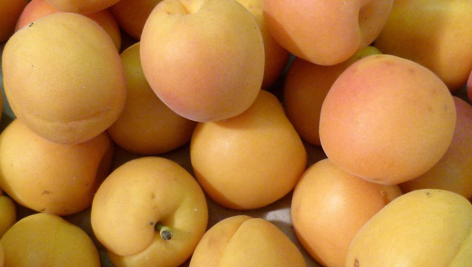 Wer Aprikosen mit vollem Geschmack genießen möchte, sollte beim Einkauf auf eine orangefarbige, unbeschädigte Schale und einem leicht aromatischem Geruch achten.