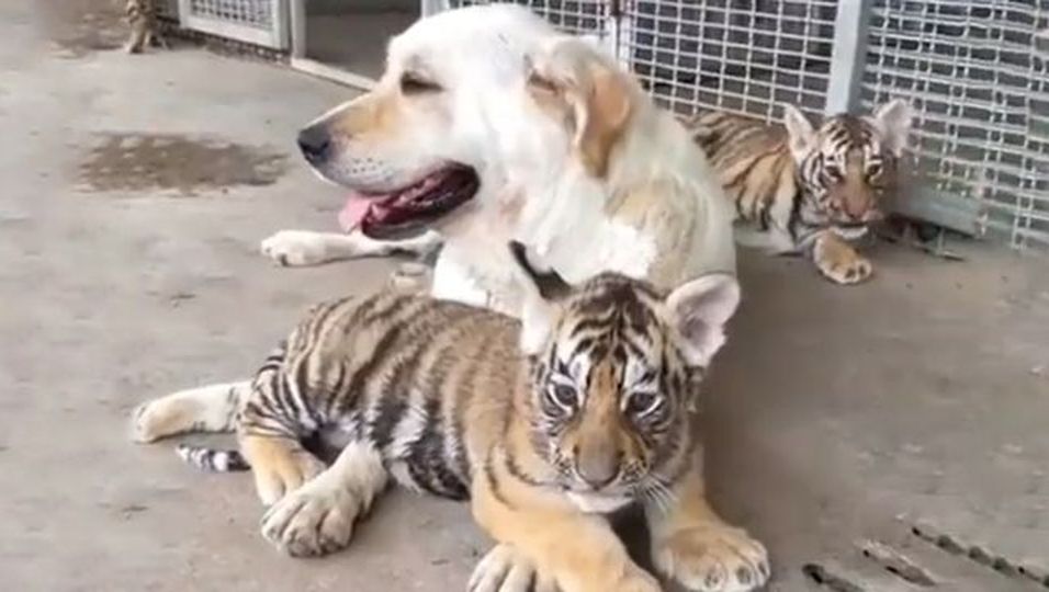 Von der leiblichen Mutter verstoßen: Drei Tigerbabys finden eine neue Mama