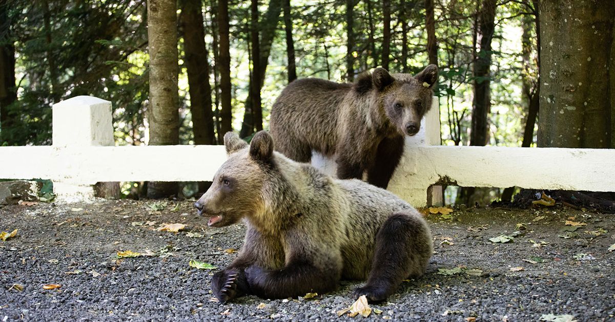 Schock-Bilder von Tierhaltung: Baby-Bären aus verwahrlostem Privat-Zoo gerettet