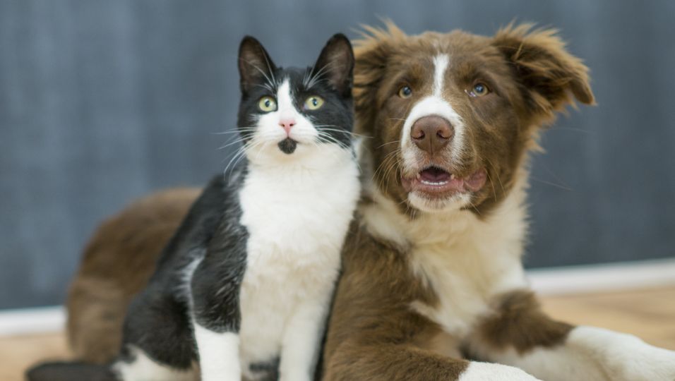 Unglaubliche Szenen - Hund und Katze allein zu Hause: Besitzerin sieht Überwachungsaufnahmen und ist "fassungslos"