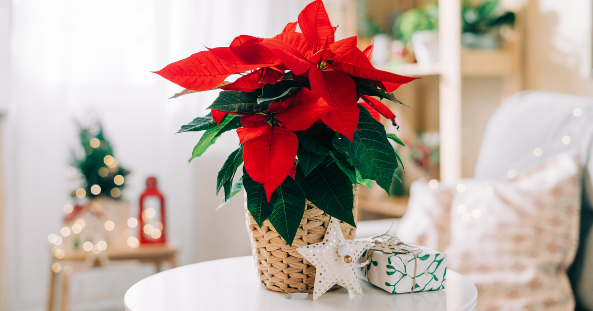 Das braucht der Weihnachtsstern, um lange zu blühen