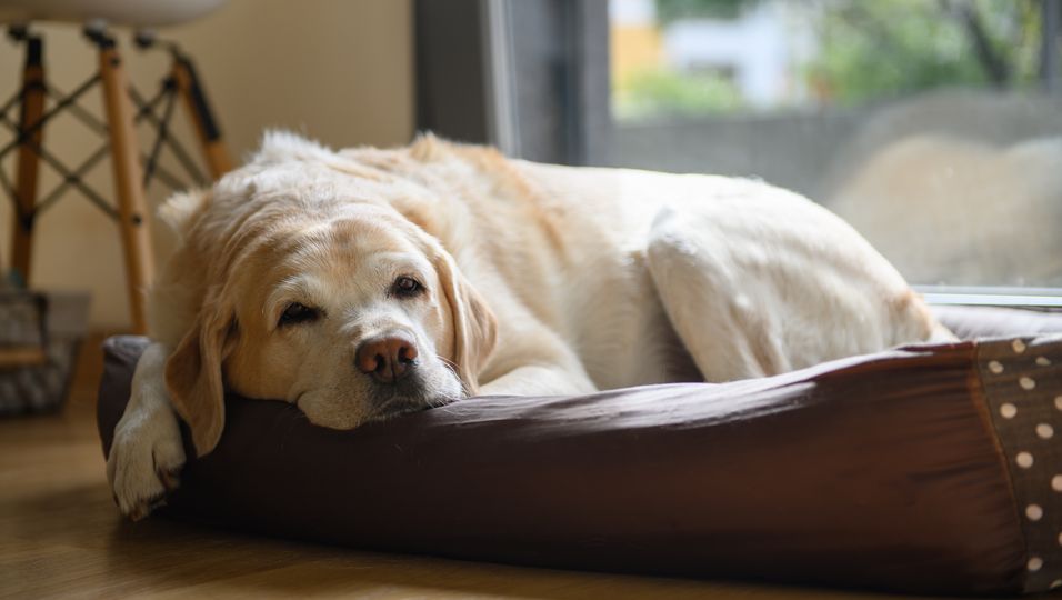 Happy End für Hunde-Opa: Alter Hund findet ein Zuhause - und lächelt vor Glück