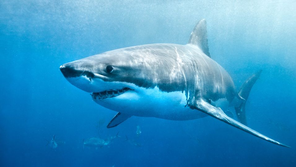 Packende Aufnahmen: Fischer filmen sich beim Angeln – als plötzlich ein riesiger Hai auf ihr Boot springt