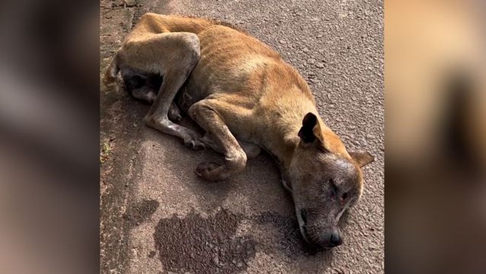 Hund Sassy wurde für tot gehalten – nun sucht er neues Zuhause