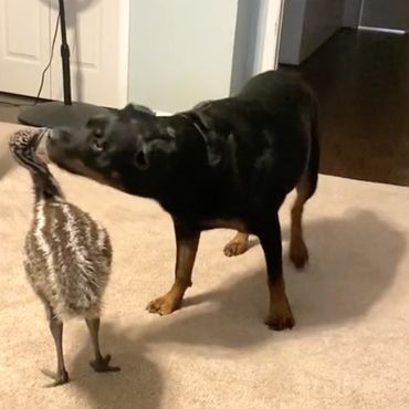 Tierische Freundschaft -  Rottweiler Ava findet in Küken-Emu Blue ihren besten Freund 