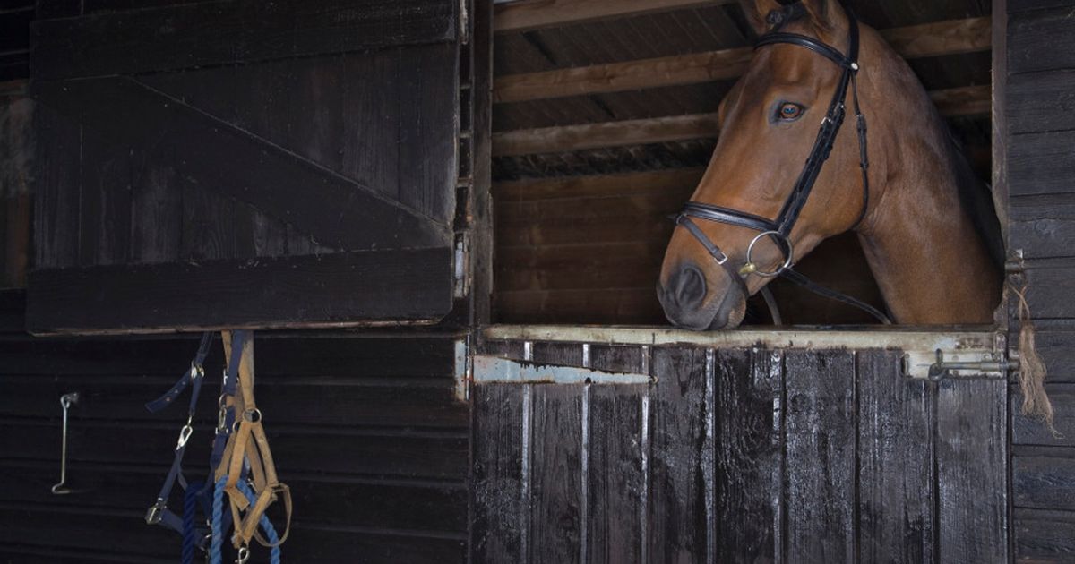 фотосессия в конюшне. фотосессия в конюшне. человек конь. екатерина ебется с конем. невеста часто стала уходить в конюшню установив.