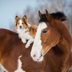 Starkes Duo: Hund "stiehlt" regelmäßig das Pferd seiner Besitzerin - ihre tierische Freundschaft erwärmt das Herz