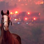 Gerettetes Pferd läuft zurück zum Feuer, um zwei seiner Kameraden zu retten