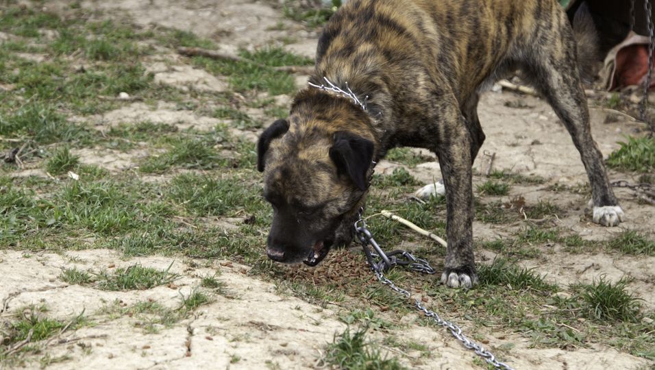 In brütender Hitze ausgesetzt: Im tiefsten Wald: Straßenarbeiter finden angeketteten Hund – und retten ihn
