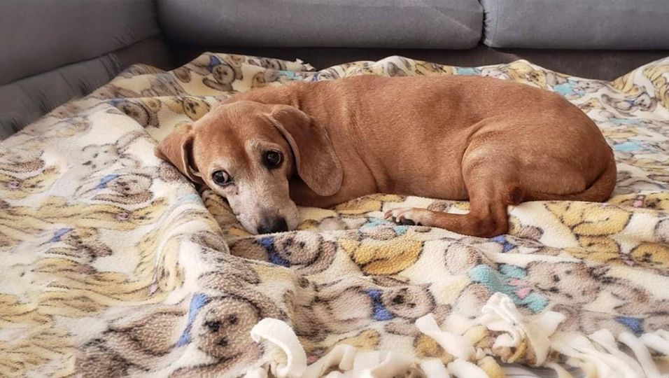 Frau adoptiert den Hund ihres verstorbenen Vaters – und gründet ein Seniorenheim für Fellnasen
