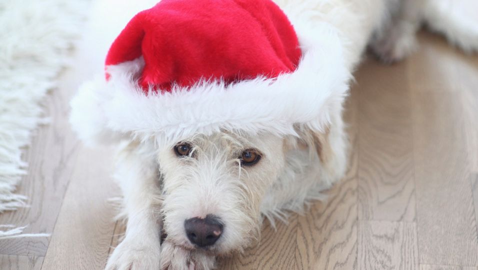 Weihnachten Hundefreunde zum Fest beglücken BUNTE.de