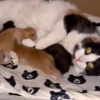 Bonus Baby: Katzenmama nimmt Waisenkind selbstlos auf – Video beweist, sie zögerte keine Sekunde