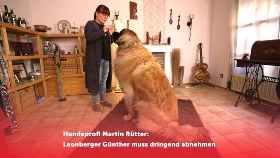 Hundeprofi erschüttert: Leonberger Günther wiegt 92 Kilo & muss dringend abnehmen