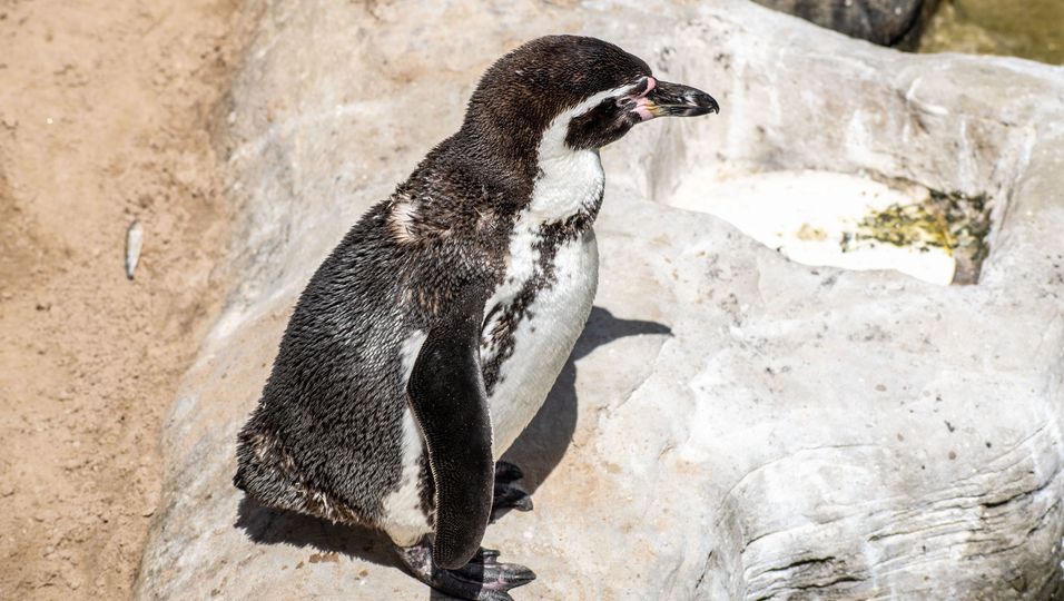 Frankfurter Zoo: Pinguin Tweety verschluckt Cent-Münze und muss operiert werden