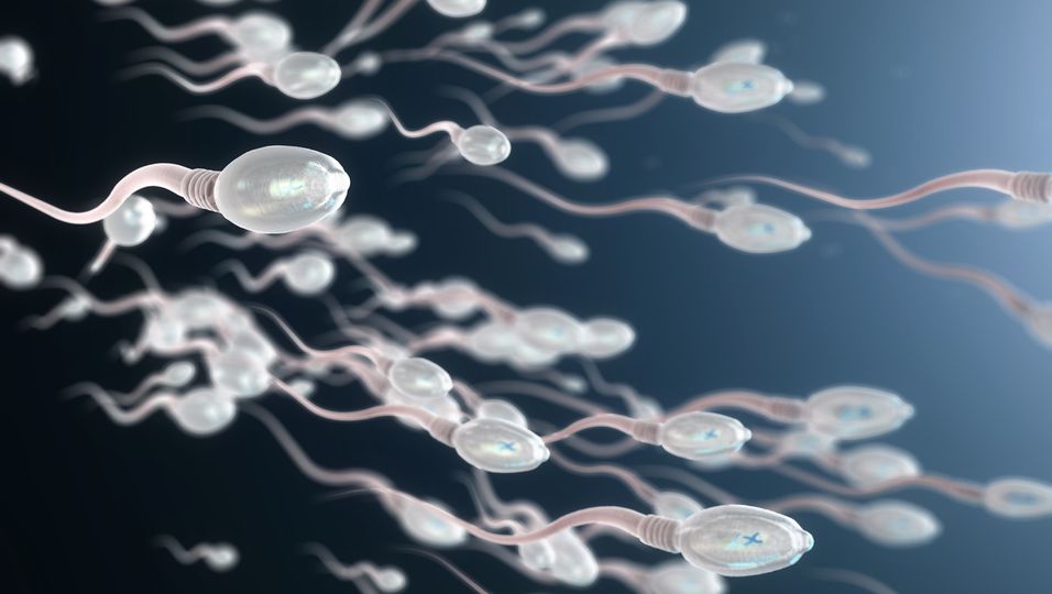 Spermien