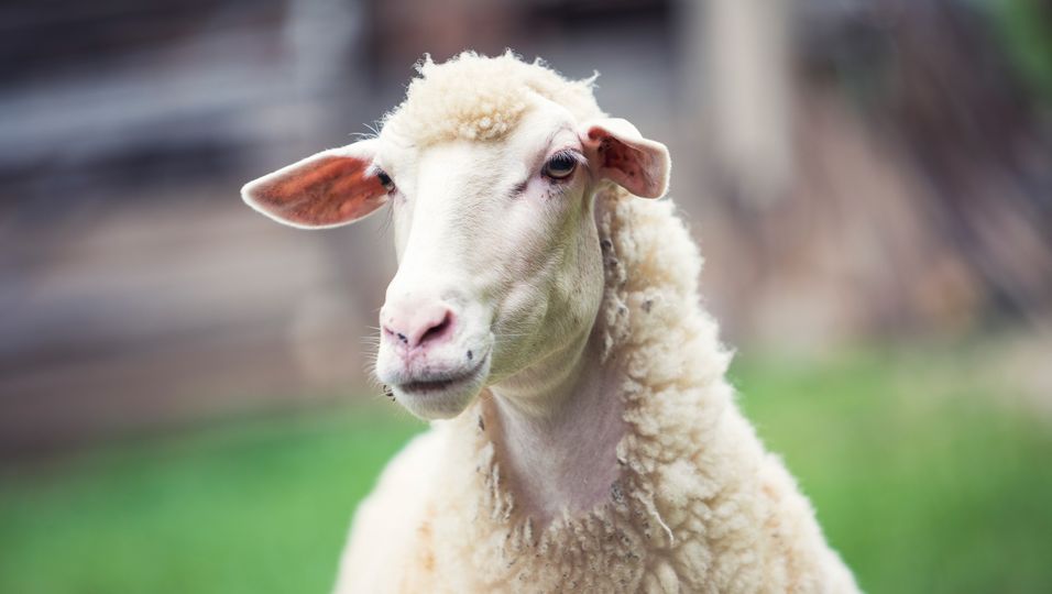 Schaf auf vier Rädern: Von der Mutter verstoßenes Lamm bekommt Rollstuhl