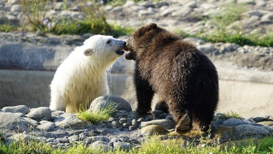 Niedliche Spielgefährten - Eisbärjunges ohne Eltern lernt verwaisten Grizzlybären kennen – jetzt sind sie beste Freunde
