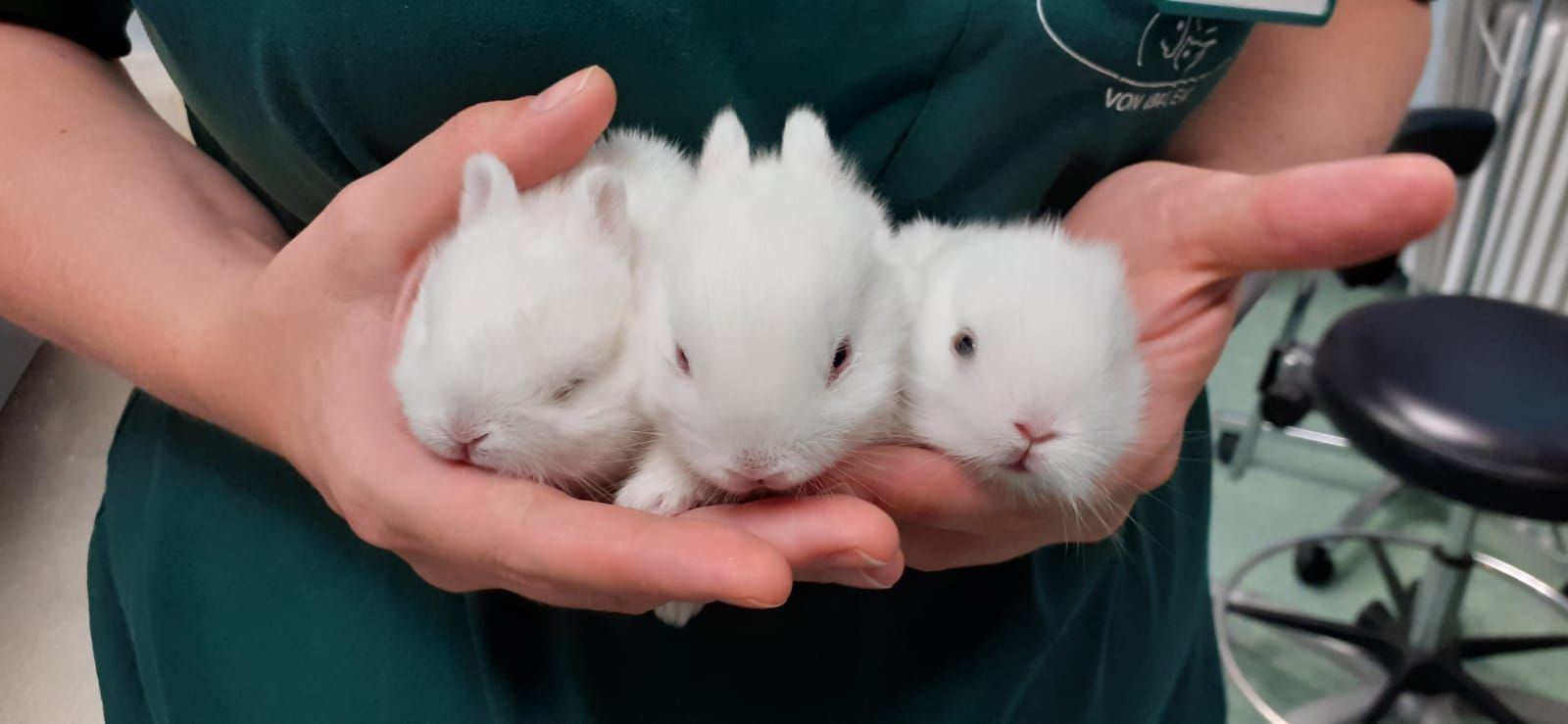 Ausgesetzte Kaninchenbabys