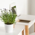 Lavendelpflanze im Topf zu Hause