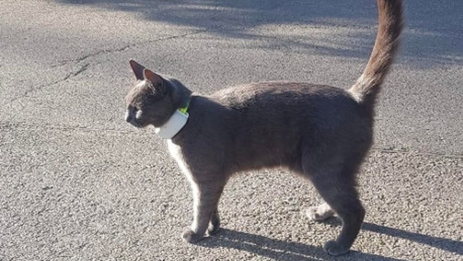 Die Katze „Coco“ ist verschwunden: Das GPS-Gerät am Halsband zeigt ihre Reise von Stuttgart bis nach Norddeutschland an.