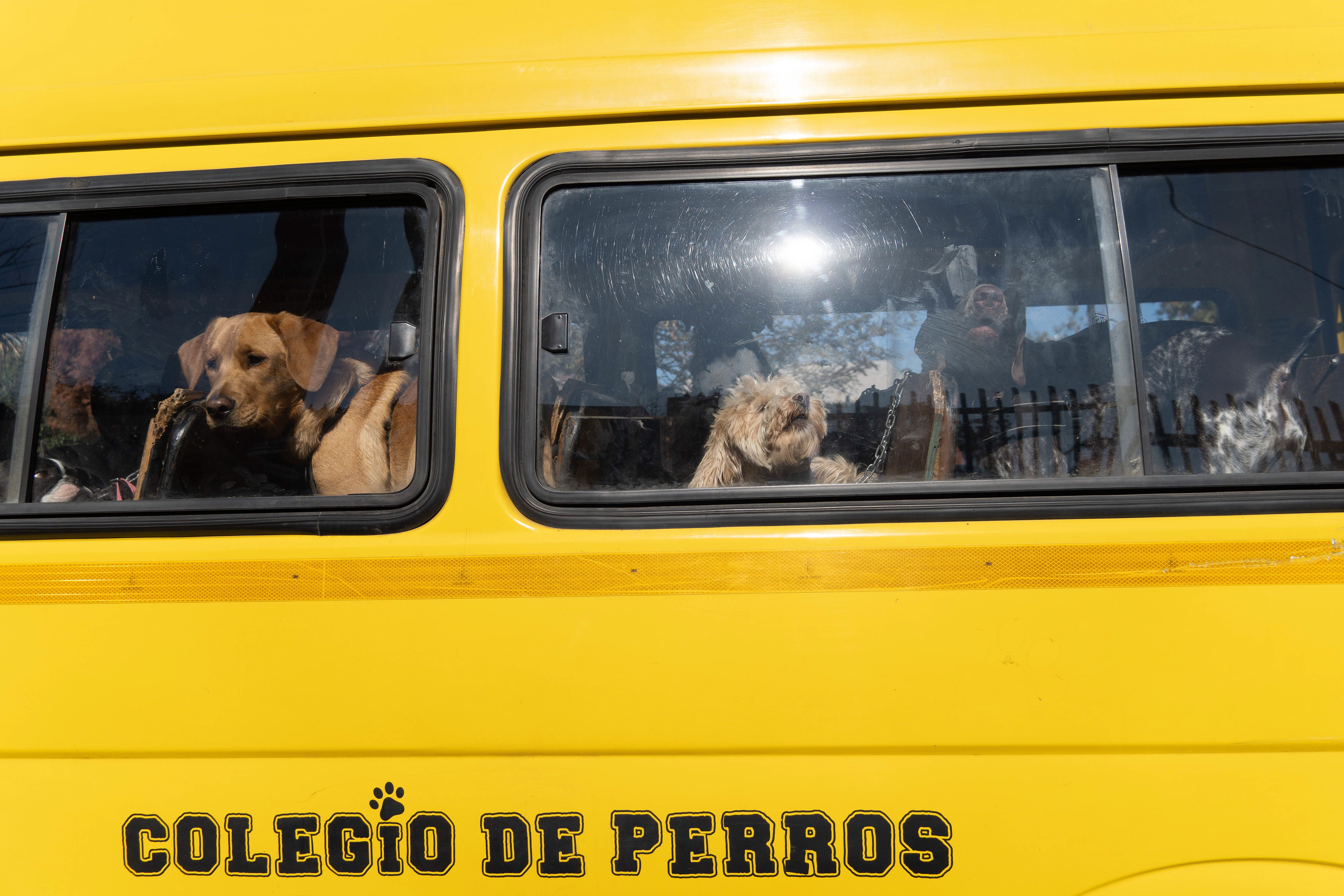 Niedliche Bilder aus Santiago: Los geht's! Hunde fahren mit dem Bus zur Hundeschule