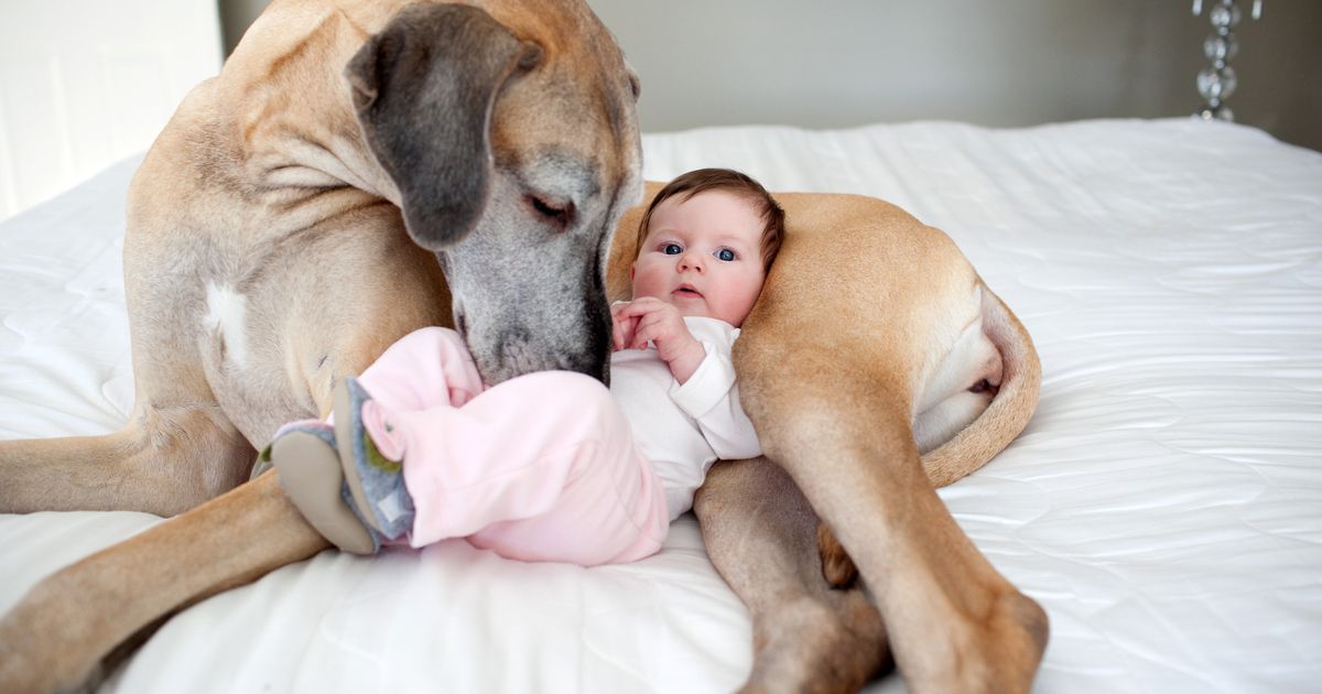 Süßes Duo: Baby macht erste Schritte – Hund der Familie rastet aus vor Freude