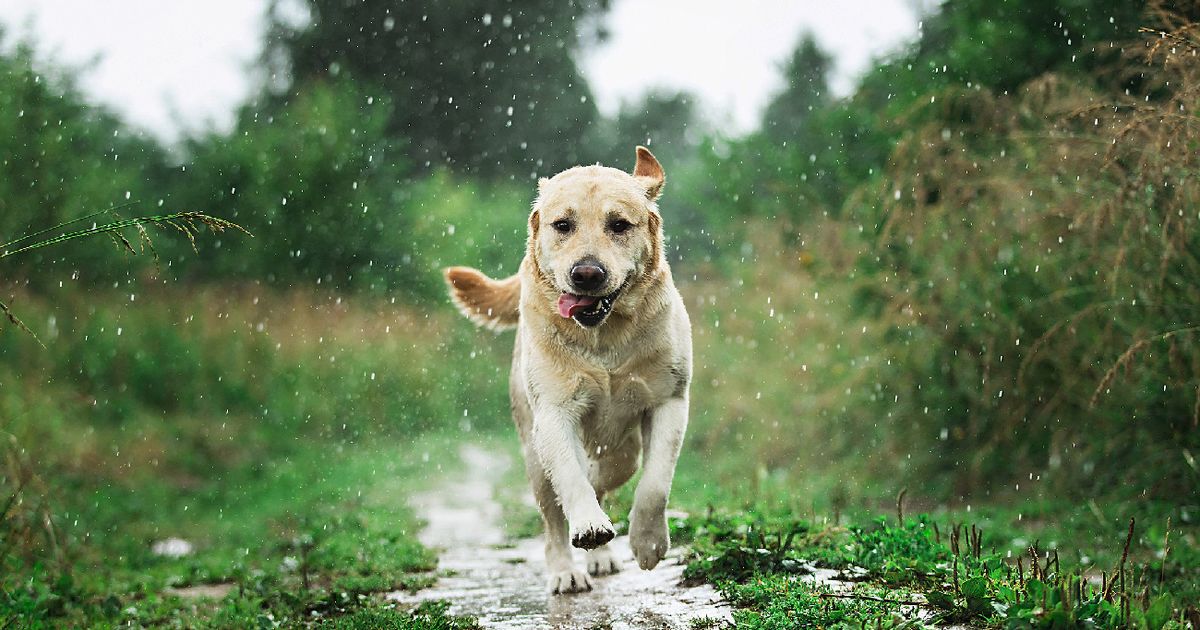 Im Urlaub vermisst Hund Pablo kehrte nach Spaziergang