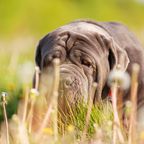 Mastiff liegt im Gras