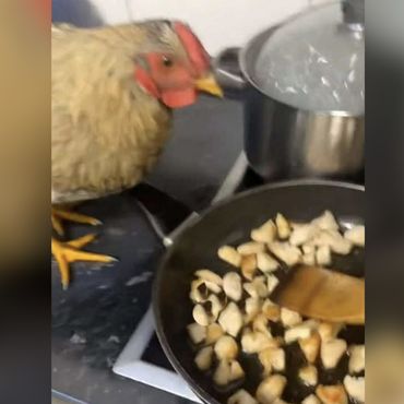 Kurioser Vorfall - Besitzer filmt sich beim Kochen mit seinem Huhn – und schreit dann entsetzt auf 