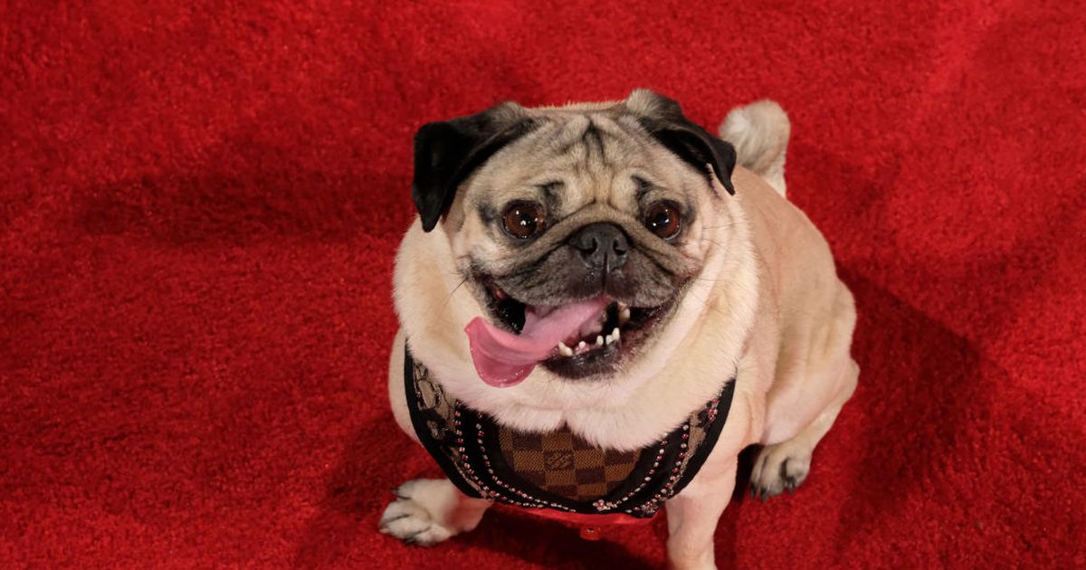 Aufgepasst, Surfer! Mops geht wegen Kneeboarding viral BUNTE.de