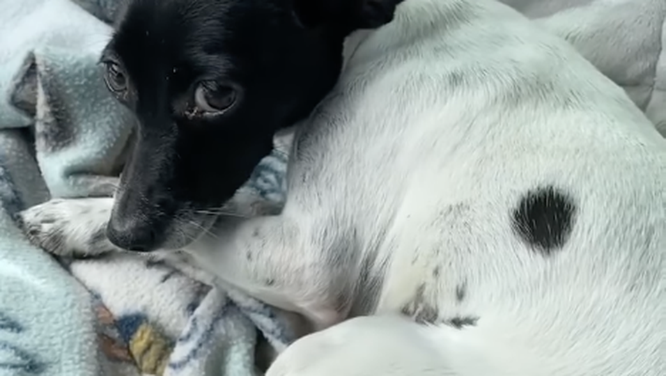 Glücklich vereint - Verängstigte Hundedame hört nicht auf zu zittern – dann findet Tierheim ihren Bruder