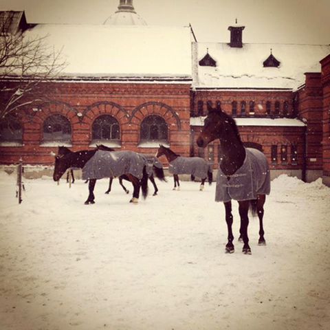 Tierfan Madeleine fotografierte die „wundervollen Kutschenpferde des Königlichen Hofstalls“ beim Auslauf im Schnee (Jan. 13)