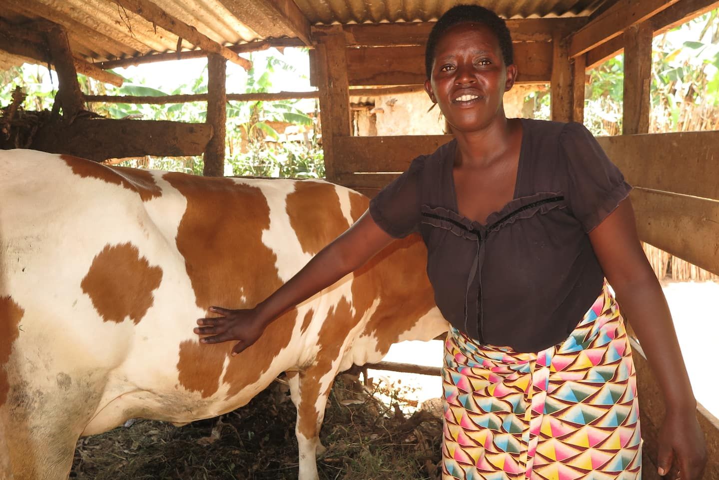 Claudine mit einer ihrer beiden Kühe: Ein eigenes Haus (zwei Autostunden von Butare, im Süden Ruandas, entfernt), zwei kleine Felder und zwei Kühe nennt Claudine heute ihr eigen. Sie hat ihr Leben in den Griff bekommen.