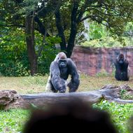 In akuter Lebensgefahr: Streunender Hund läuft in Gorilla-Gehege