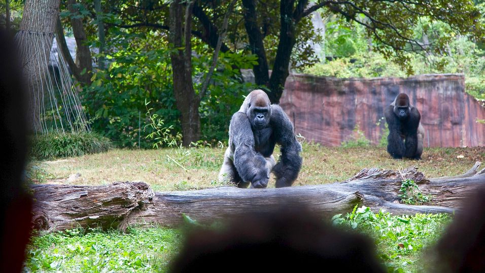In akuter Lebensgefahr: Streunender Hund läuft in Gorilla-Gehege
