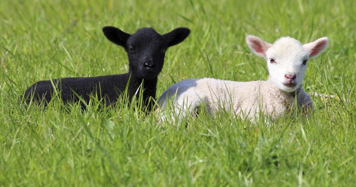 Schafe Wie sie im Garten gehalten werden BUNTE.de