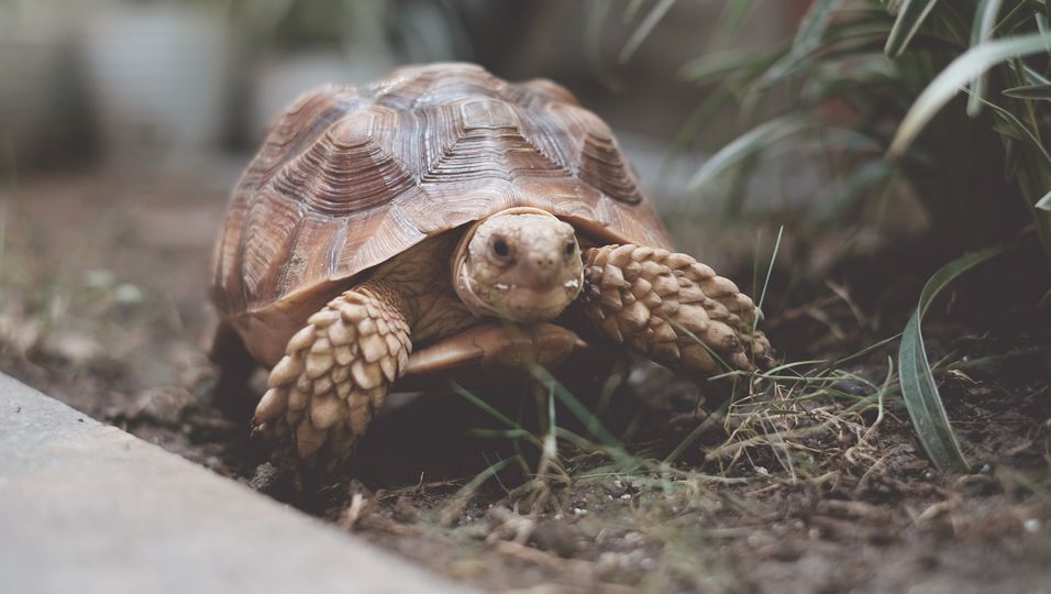 Überlebenskünstlerin auf dem Dachboden - Familie leidet unter Verlust der Familienschildkröte - und findet sie 30 Jahre später lebend
