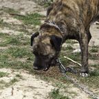 In brütender Hitze ausgesetzt: Im tiefsten Wald: Straßenarbeiter finden angeketteten Hund – und retten ihn