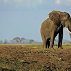 Elefant in Tansania