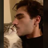 Zuckersüße Aufnahmen: Mann gibt Katze einen Kuss 