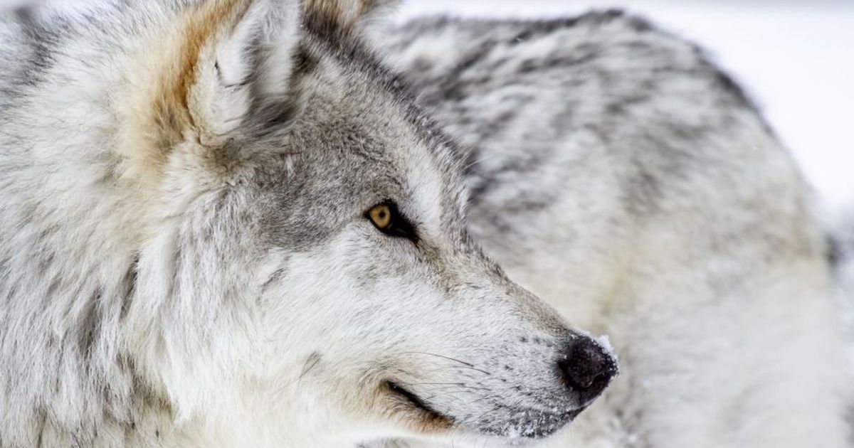 Yellowstone-Nationalpark, USA: Erleben Sie Wölfe in freier Wildbahn | BUNTE.de