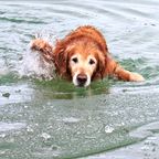 Hund in See eingebrochen