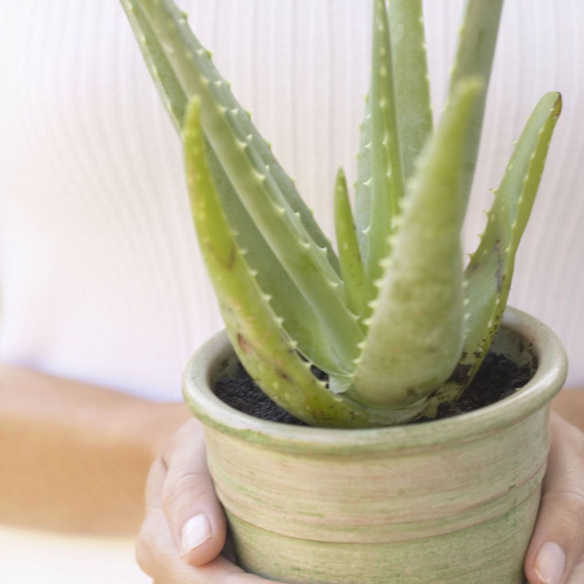 Aloe Vera: Gengsame Zimmerpflanze fr Hobbygrtner | BUNTE.de