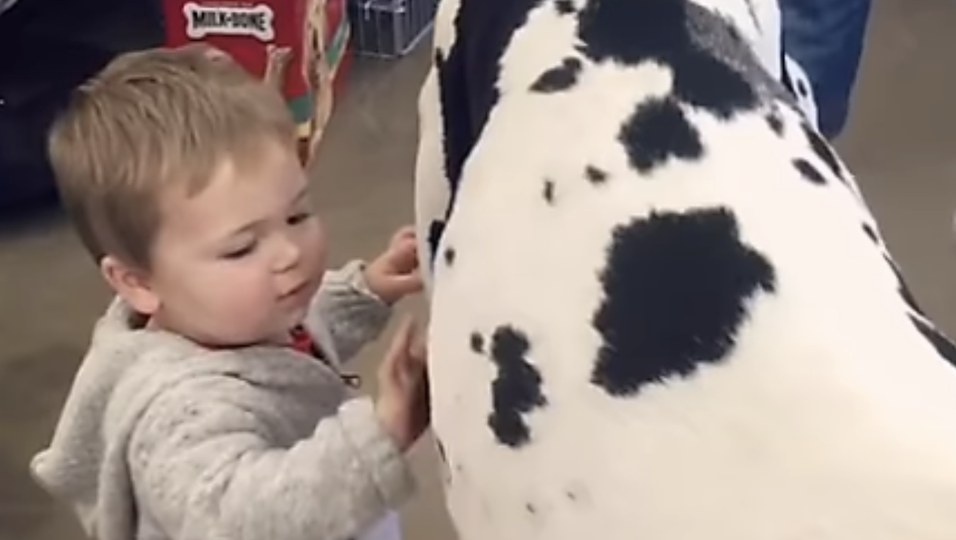 Süße Begegnung - Kind entdeckt riesigen Hund im Laden und reagiert putzig, als er ihm vorgestellt wird