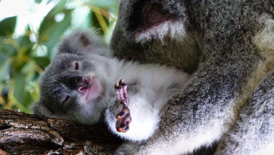 Gesetz der Umweltbehörde verlangt Tötung von verwaisten Baby-Koalas
