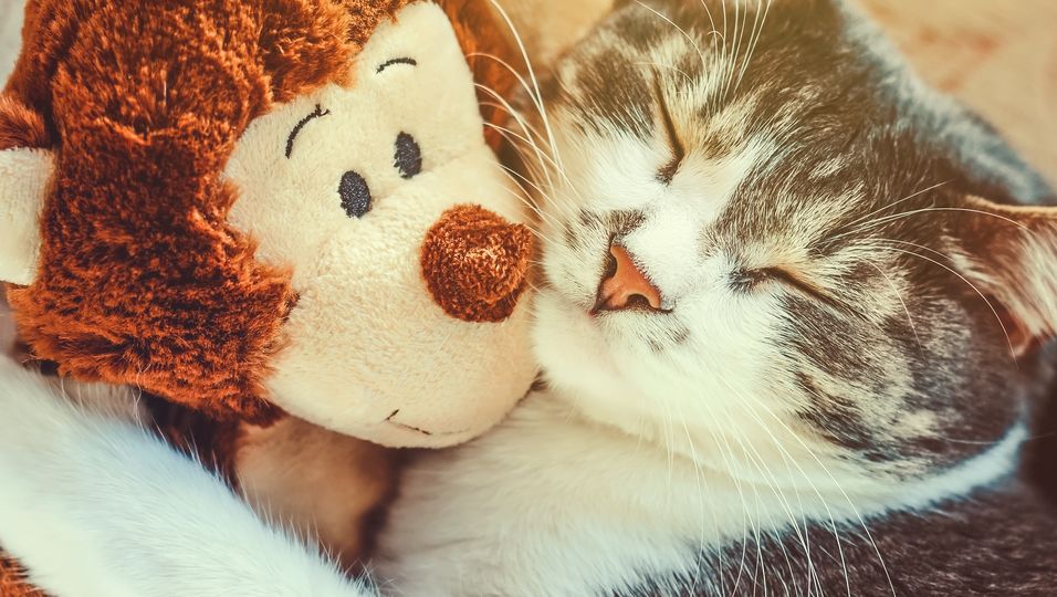 Ungewöhnliche Freundschaft: Katze adoptiert verwaistes Affen-Baby 