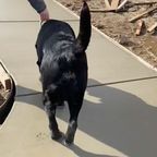 Herzwerwärmender Einfall: Frau lässt Hund absichtlich über weichen Beton laufen - der Grund ist rührend