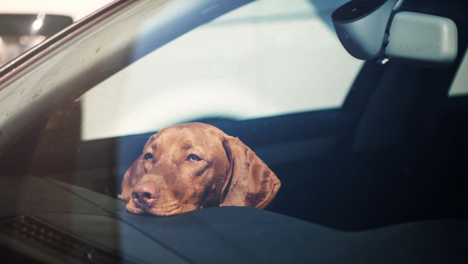 Hund wird im Auto allein gelassen – und baut damit einen Unfall!