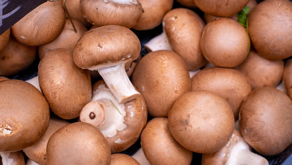 Pilze aus dem Supermarkt: Viele "eigentlich nur noch für die Mülltonne"
