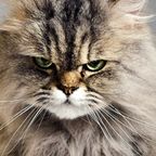Kuriose Tierheim-Anzeige hat Erfolg: "Schlimmste Katze der Welt" vermittelt